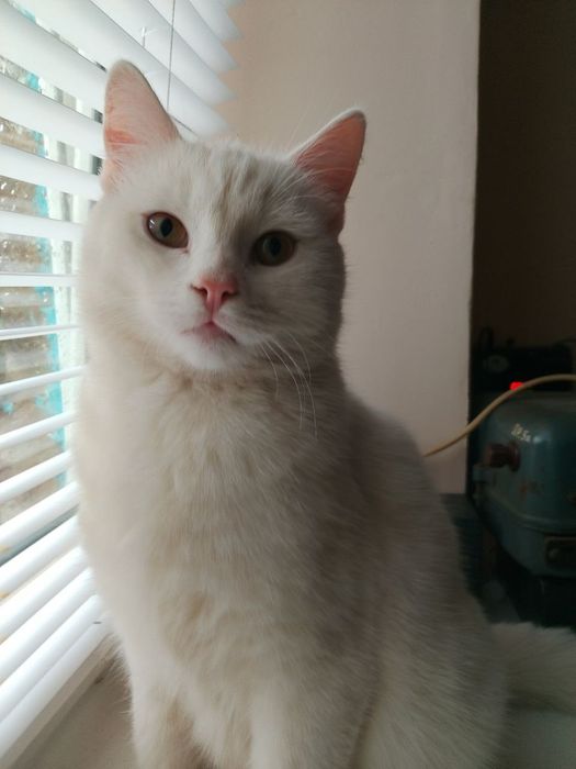 Отдам бесплатно котят 6 месяцев