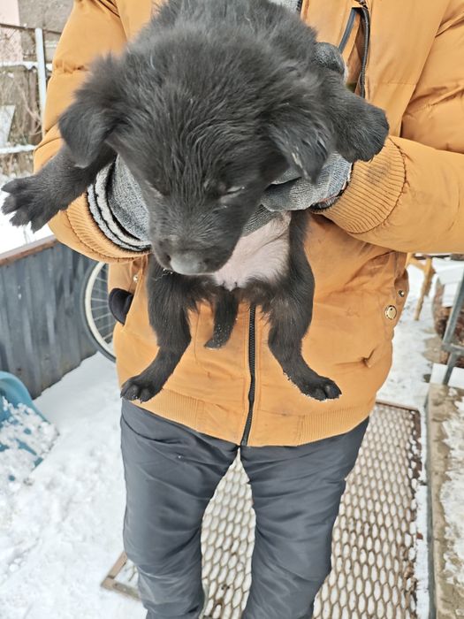 Отдам даром собачек