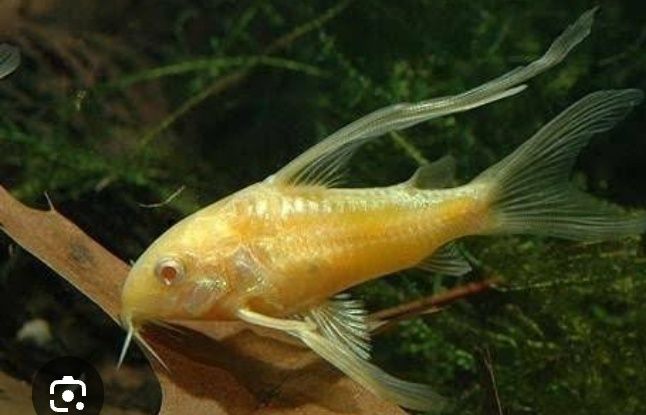 Kirysek- Corydora aeneus albino.  Kirysek pstry