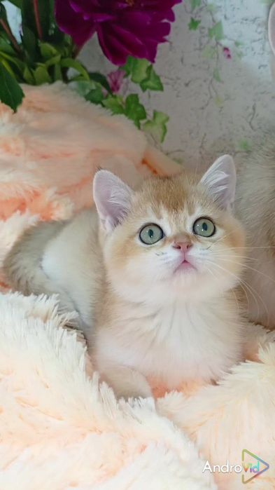 ДЕВОЧКА золотая шиншилла