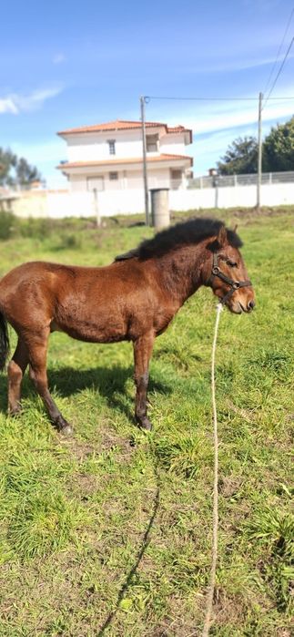 Poldrinho 3 anos Manso