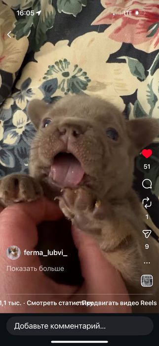 Найкрасивіший малючок товстун