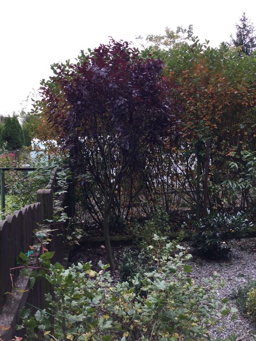 Śliwa wiśniowa drzewko owocowe