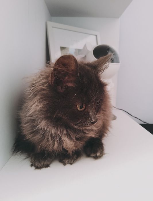 Британець довгошерстний