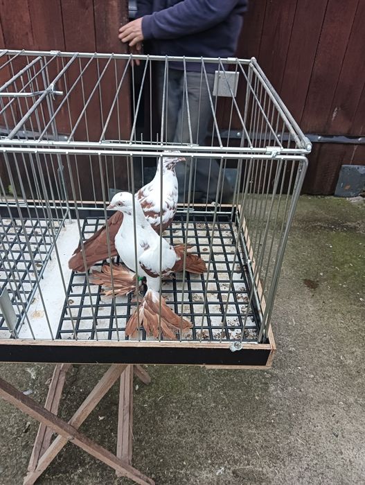 Gołębie ozdobne motyle