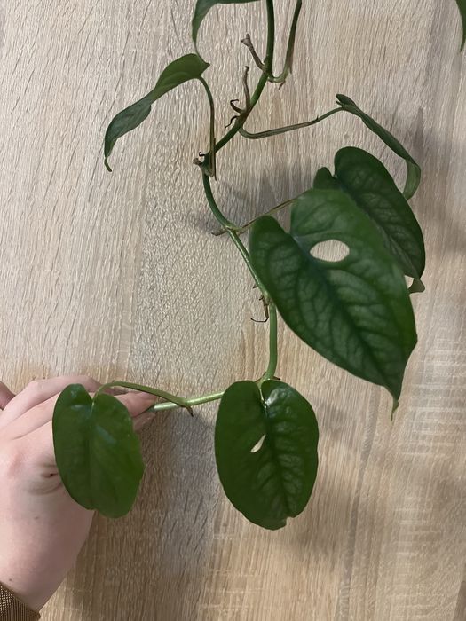 Monstera siltepecana ciety ped dwulistny