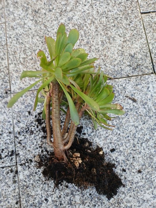 Suculentas enraizadas