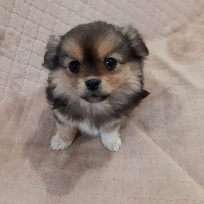 Цуценя безкоштовно