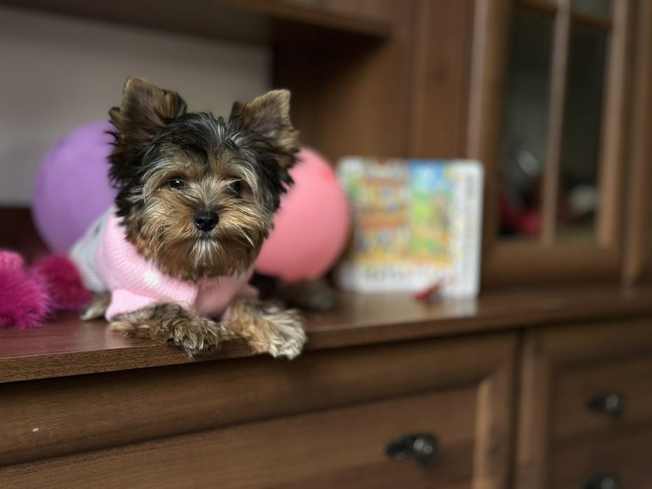 Міні-компаньйони йорки – щастя в кожному русі