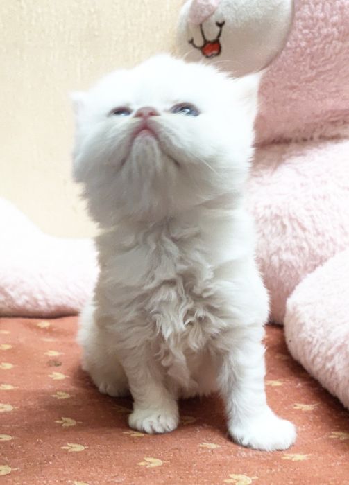 Дівчинка біла прямовуха шотландська