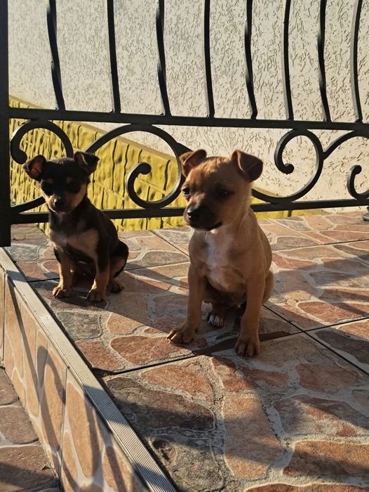 цуценята Той-терьєр 2 місяця -хлопці вакціновані