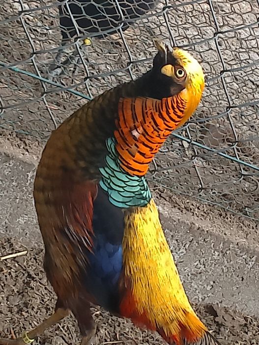 Sprzedam samca bażanta złotego.