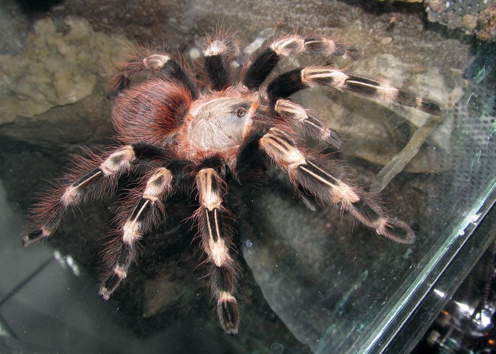 Ptasznik Nhandu/Vitilius Chromatus l3/l4