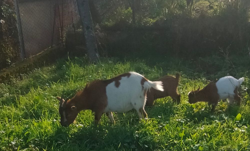 Cabras anãs disponíveis