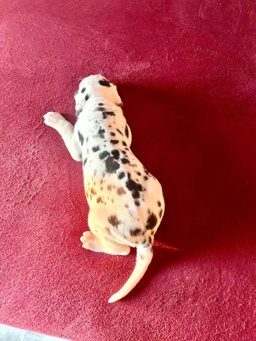 dog alemão arlequim fêmeas lop e afixo