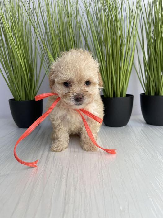 VIP Мальтипу F1  ваш найкращий подарунок літа