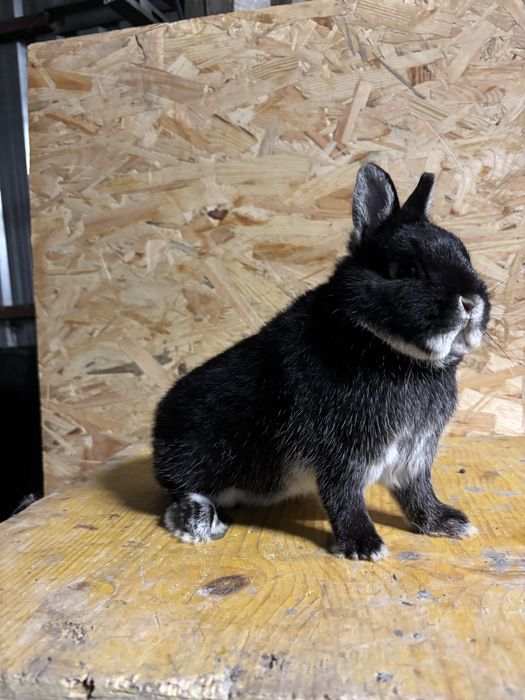 Karzelek Podbielany Czarny