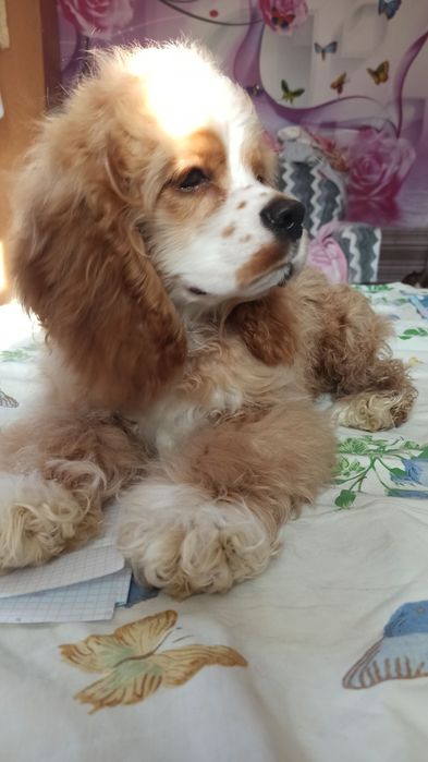 Американський кокер-спаніель.