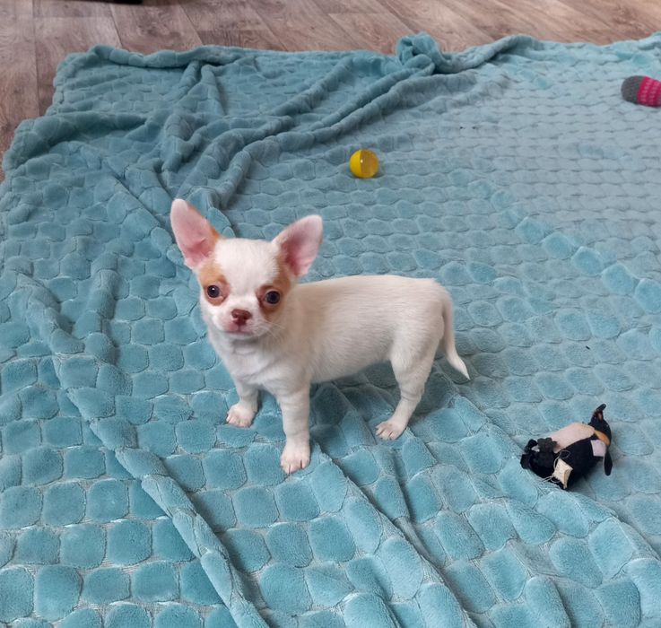 Чихуахуа щенки, девочка и мальчик