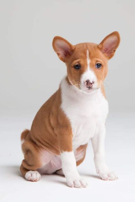 Щенки басенджи. Питомник DREAM OF CONGO (FCI-UKU)