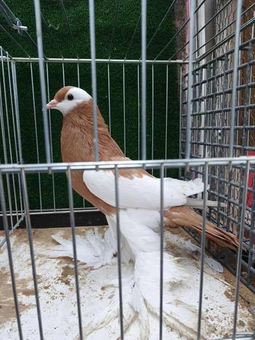 Garłacze czeski siodłaty lapciaty