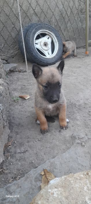 Бельгійкі вівчаркі