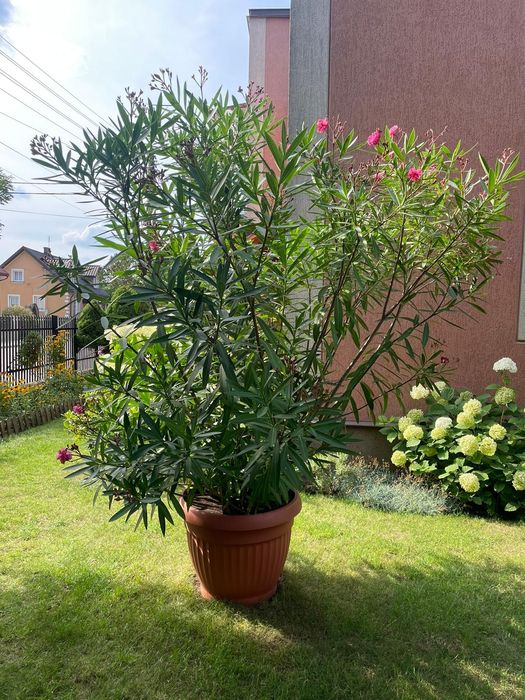 Oleander duży - ok. 3 m