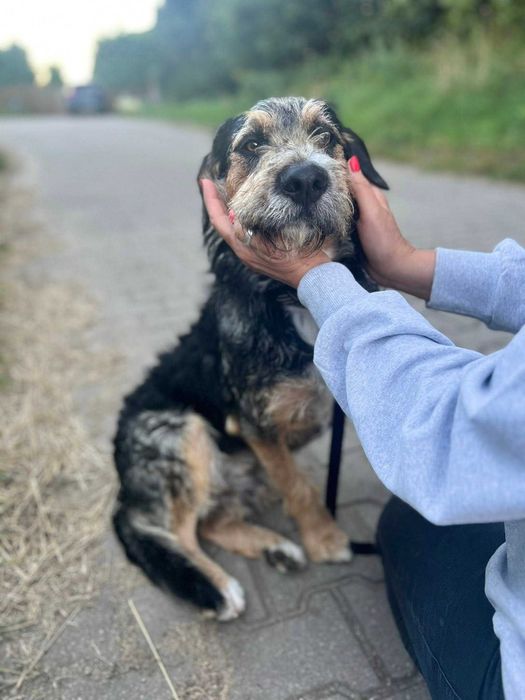 Do adopcji młodziutki, radosny  USZEK