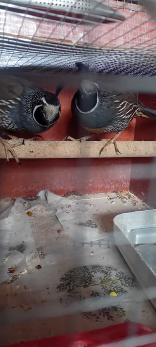 Przepiórki kalifornijskie