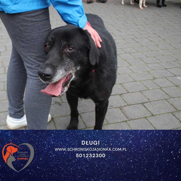 DŁUGI do adopcji – Schronisko Jasionka