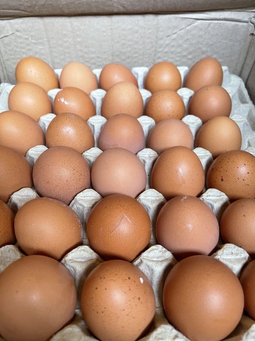 Яйцо опт розница столовое