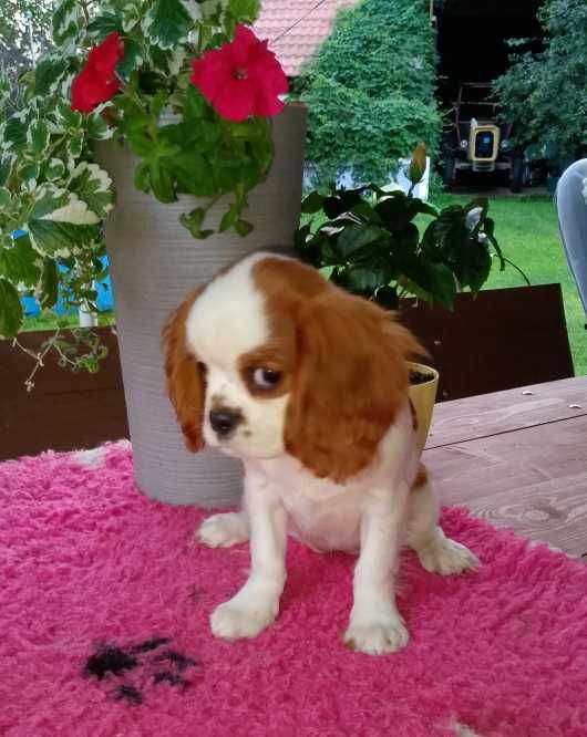 Cavalier King Charles Spaniel