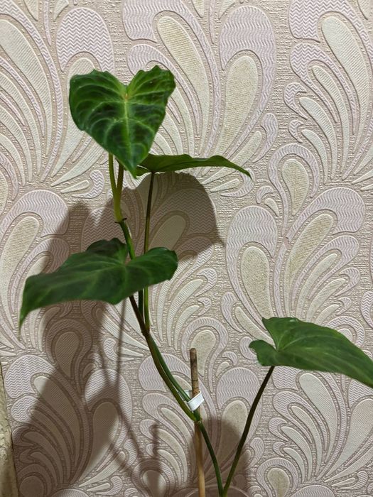 Філодендрон Веррукозум