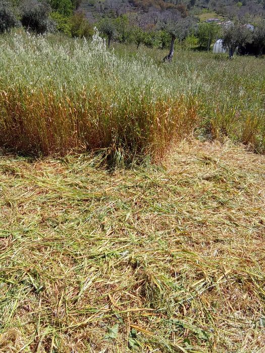 Limpeza de terrenos agrícolas.