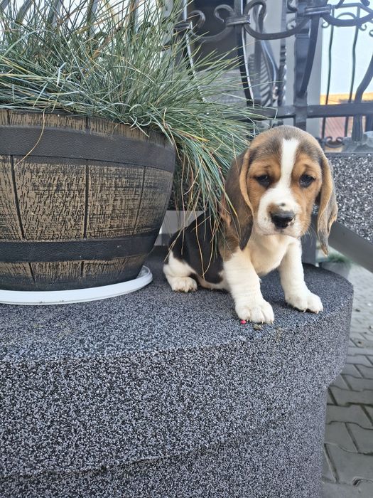 Beagle szczenięta