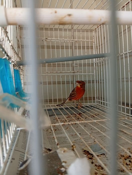 Vendo travesso e canário