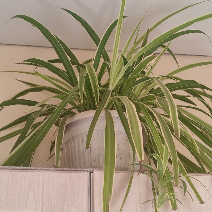 Квіти у горщиках