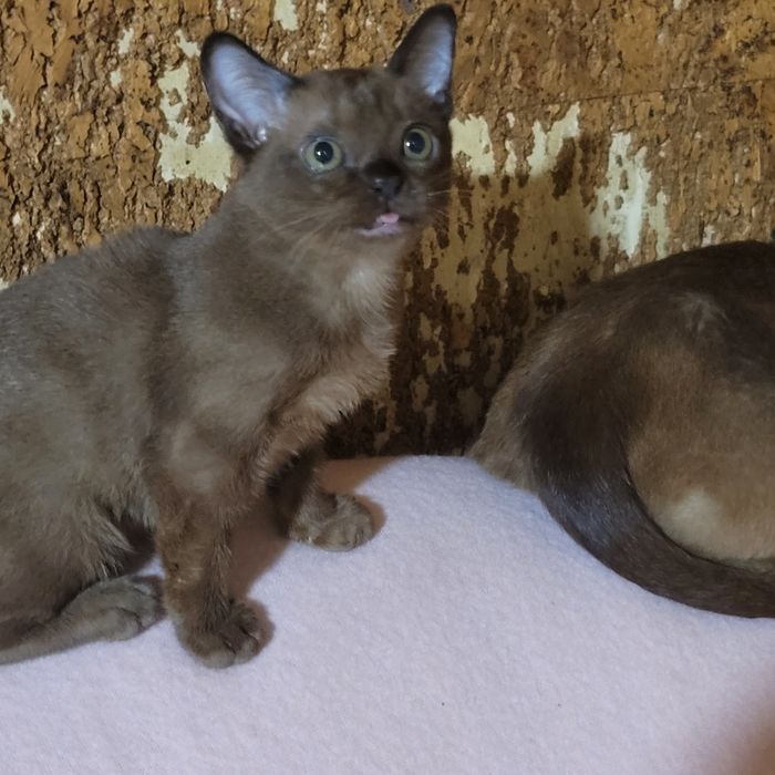 Бурма американская