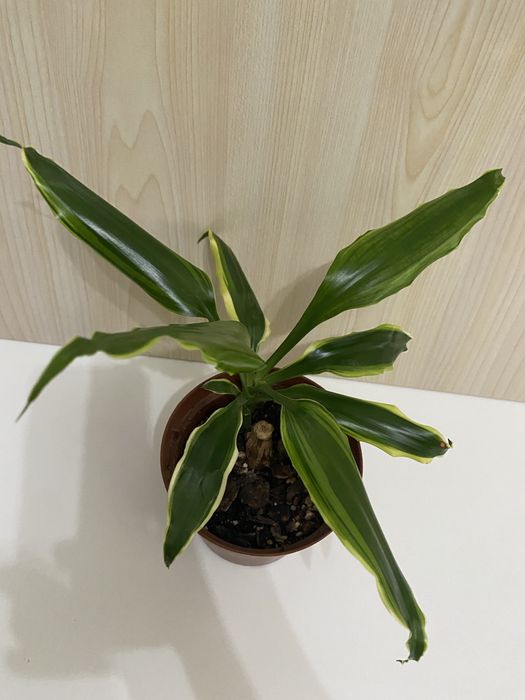 Planta Pau d’Água | Dracaena fragrans