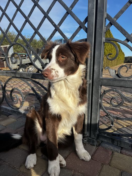 Border collie suczka