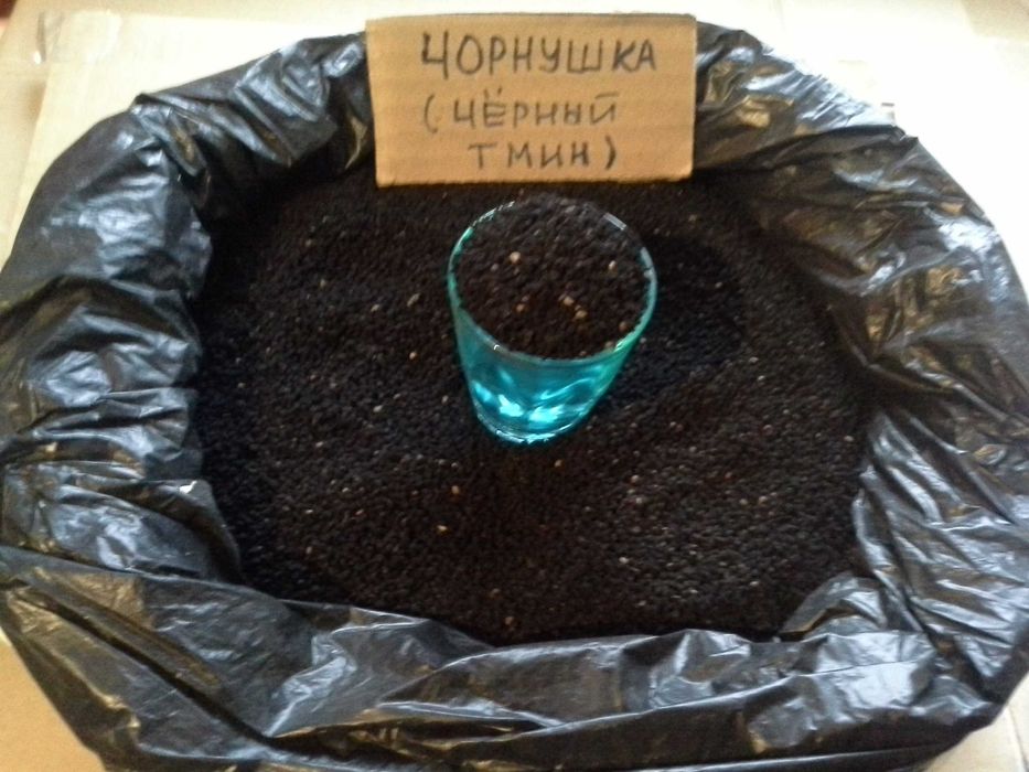 Насіння лікарських та пряно-ароматичних культур, петрушка, кріп інші.