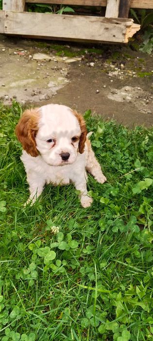 Pies Cavalier King Charles Spaniel pies rasowy szczeniaki