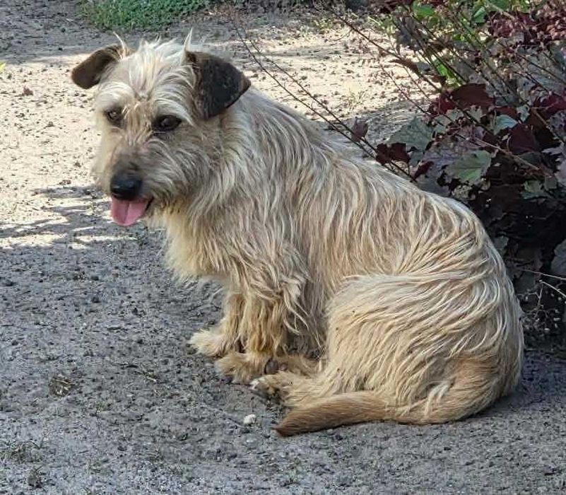Pies idealny - adoptuj