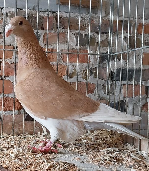 Golebie staropolskie, drajery, gołębie ozdobne