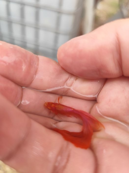 Guppys  Full Red Albinos