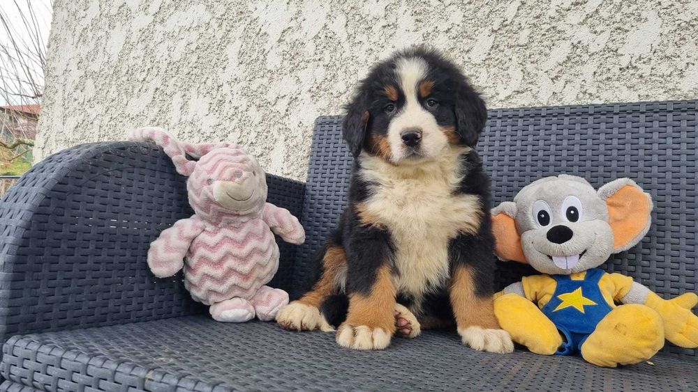 Bouvier Bernois com Pedigree