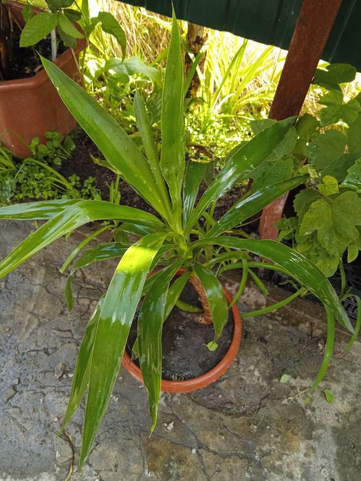 Пальма юкка   комнатная