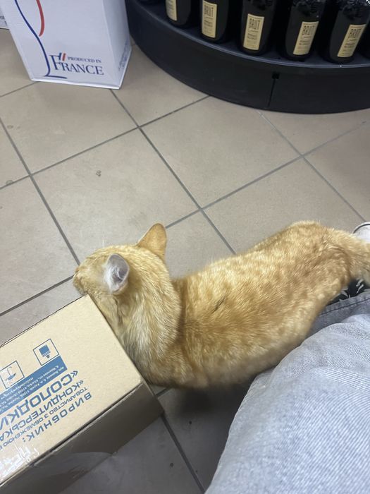 СРОЧНО! Отдадим очень ласкового котика