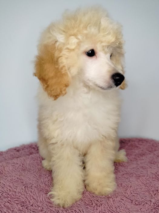 ZAREZERWOWANA. Pudel Miniatura, apricot-beżowa