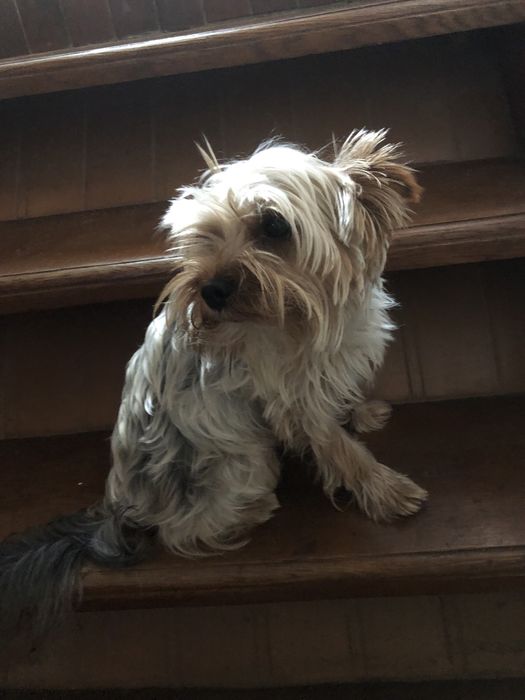 Вʼязка Бівер стандарт 3,4 кг Йоршинський терʼєр